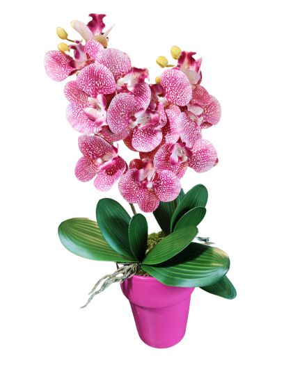 FL775-Design-sans-titre-4png