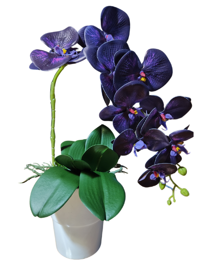 FL788-20240803_061810_0000 FL788-20240803_061810_0000