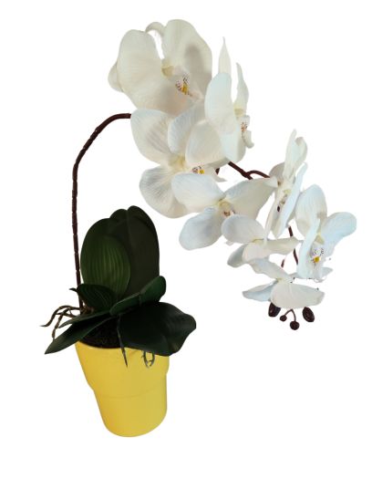 FL670-Design-sans-titre-4