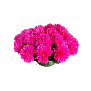 FL1146-Design-sans-titre-173